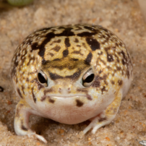 Desert Rain Frog For Sale