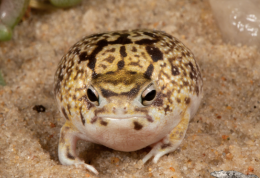 Desert Rain Frog For Sale