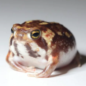 Alternative view of Desert Rain Frog For Sale