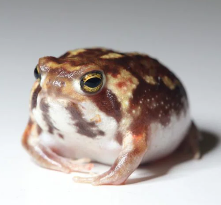 Desert Rain Frog For Sale - Image 2